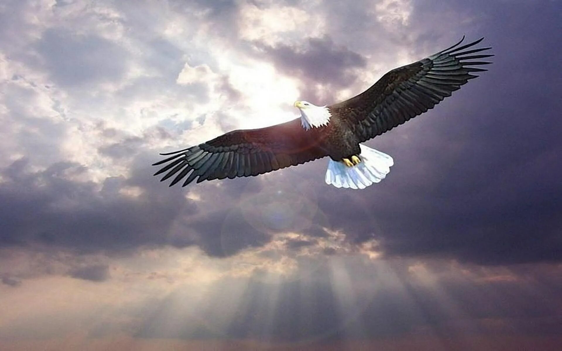Парящий Орел. Орел в небе. Птицы в небе. Орел в полете.