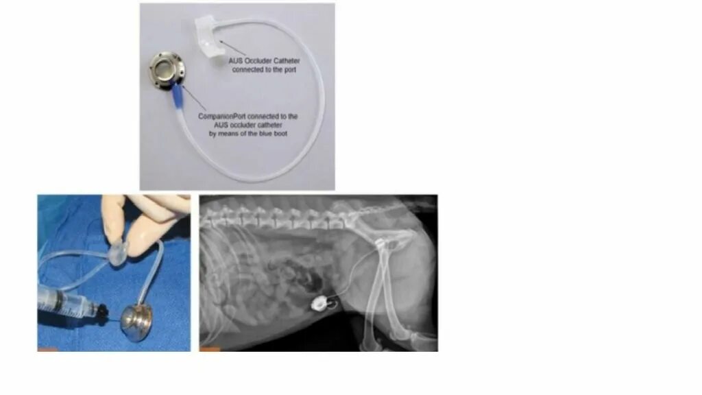 При недержании мочи у собак. Искусственный сфинктер мочевого пузыря. Искусственный гидравлический сфинктер мочевого пузыря у собак. Сфинктер мочевого пузыря у собаки. Операция мочевой пузырь собака