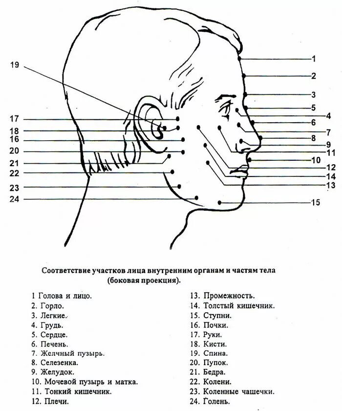 Как называется нижняя часть лица сбоку. Названия частей лица человека схема. Проекция точек на лице на внутренние органы.