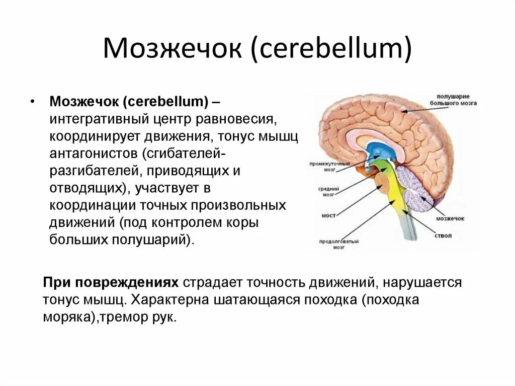 Мозжечок.строение функции анатомия кратко-. Строение мозжечка человека. Строение мозжечка 8 класс. Головной мозг мозжечок строение и функции.