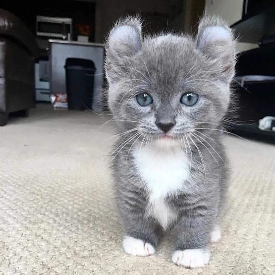 Котята разных пород. Манчкин кин клоу порода кошек. Бенгальский кот котенок. Чистокровный вислоухий британец. Персидские котята.