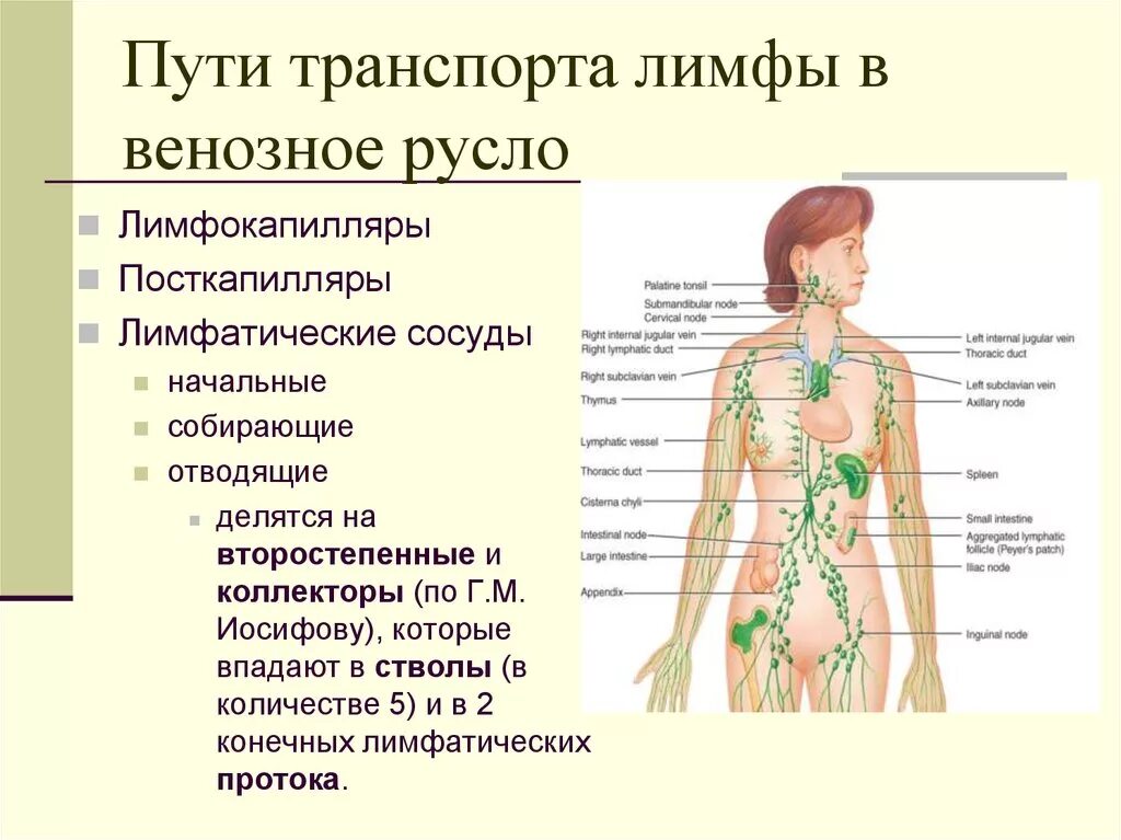 Метаболические лимфоузлы. Лимфатическая система человека анатомия. Строение лимфатической системы человека схема. Лимфатическая система лимфоузлы. Лимфатическая система схема движения лимфы.