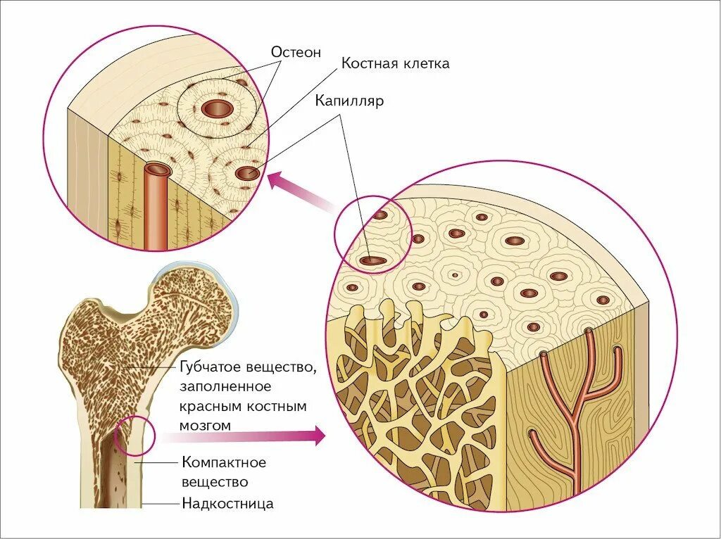 Трубчатая костная ткань. Строение кости Остеон ЕГЭ. Строение остеона костная ткань. Структура кости Остеон. Остеоны в компактном веществе.