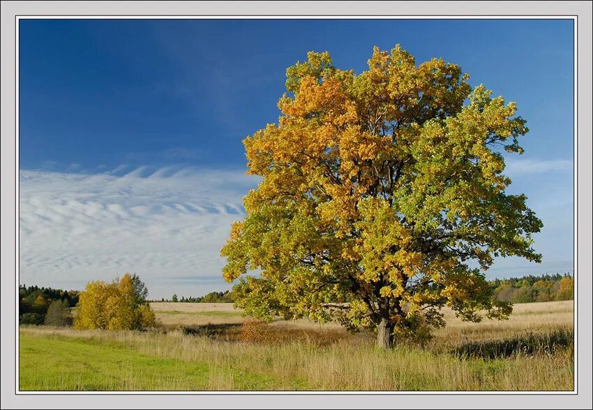 деревья лесостепи в россии дуб. дуб васанский. марий чодра дуб пугачева. дуб черешчатый (калининградская область). сообщение о дубе.