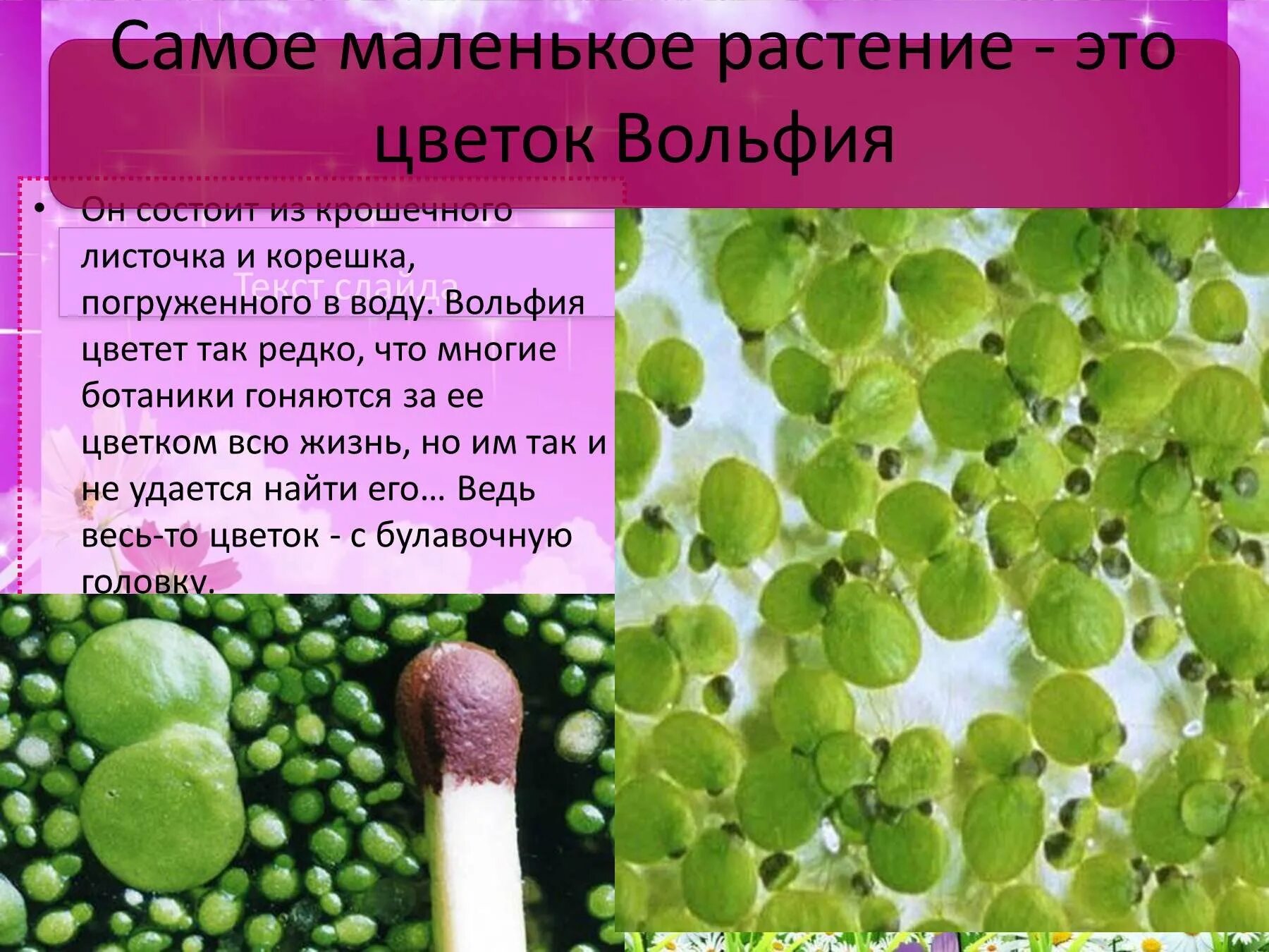 Вольфия бескорешковая. Вольфия шаровидная. Самое маленькое растение. Самое маленькое растение в мире. Ряска вольфия.