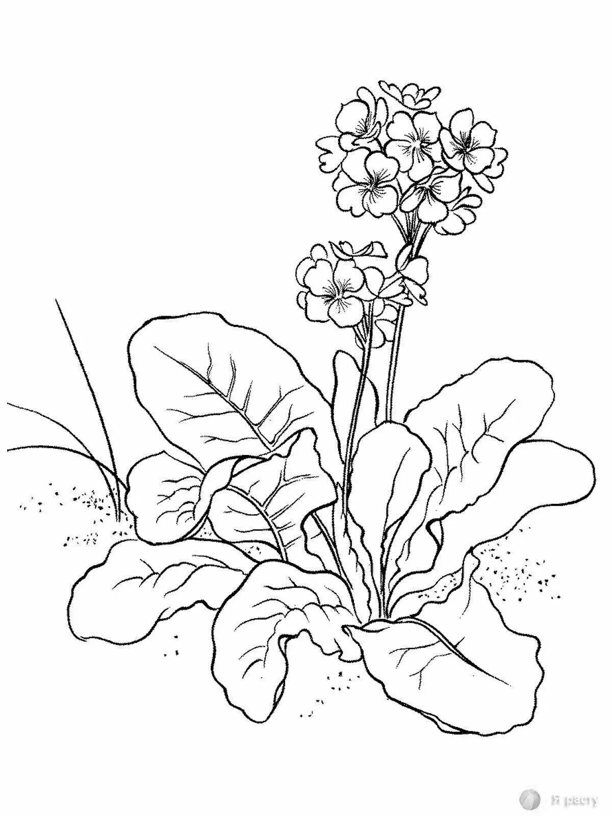 Первоцвет карандашом. Медуница первоцвет весенний. Медуница и примула. Медуница цветок первоцвет. Первоцвет весенний (Primula veris l.).