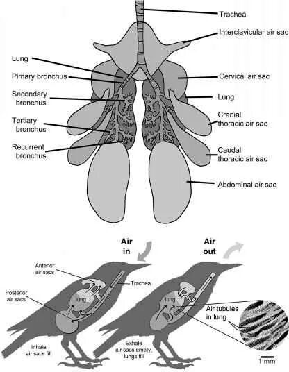 Имеют ли легкие птицы. Легкие птиц. Дыхательная система птиц. Строение легких птиц. Схема дыхательной системы птицы.