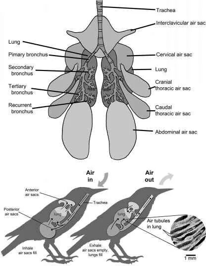 В легкие птиц поступает. Легкие птиц. Дыхательная система птиц. Строение легких птиц. Схема дыхательной системы птицы.