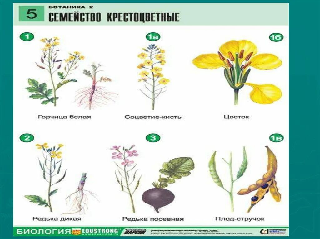 Крестоцветные ботаника. Строение цветка семейства покрытосеменных растений. Ботаника семейства цветковых. Семейства цветковых растений рисунки.