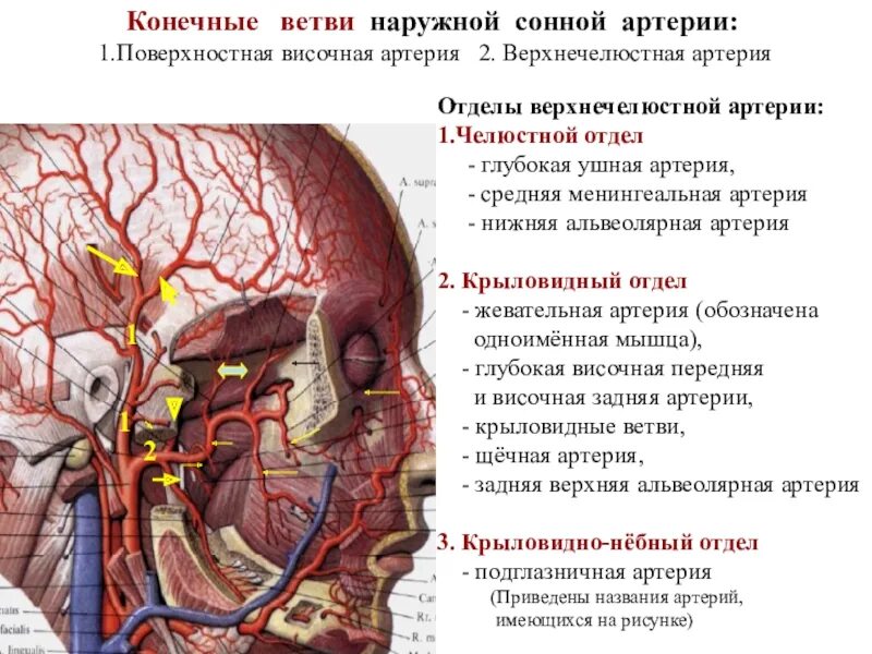 7 артерии. Наружные сонные артерии кровоснабжают. наружная сонная артерия конченые ветви. конечные ветви наружной сонной артерии. нижнечелюстная артерия топография.