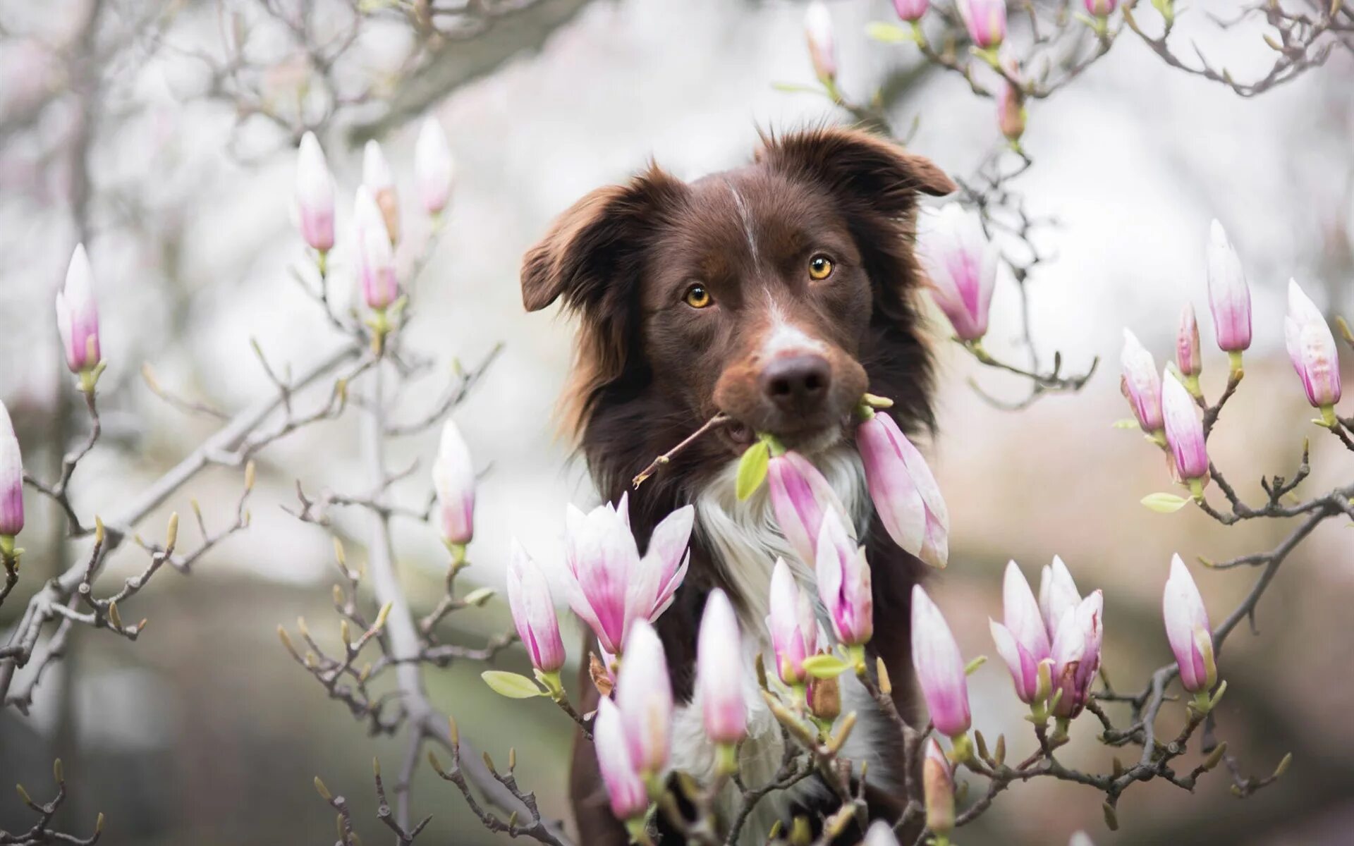 Бордер-колли. Собака весной. Собака в цветах. Собака с подснежниками. Собаки весной картинки