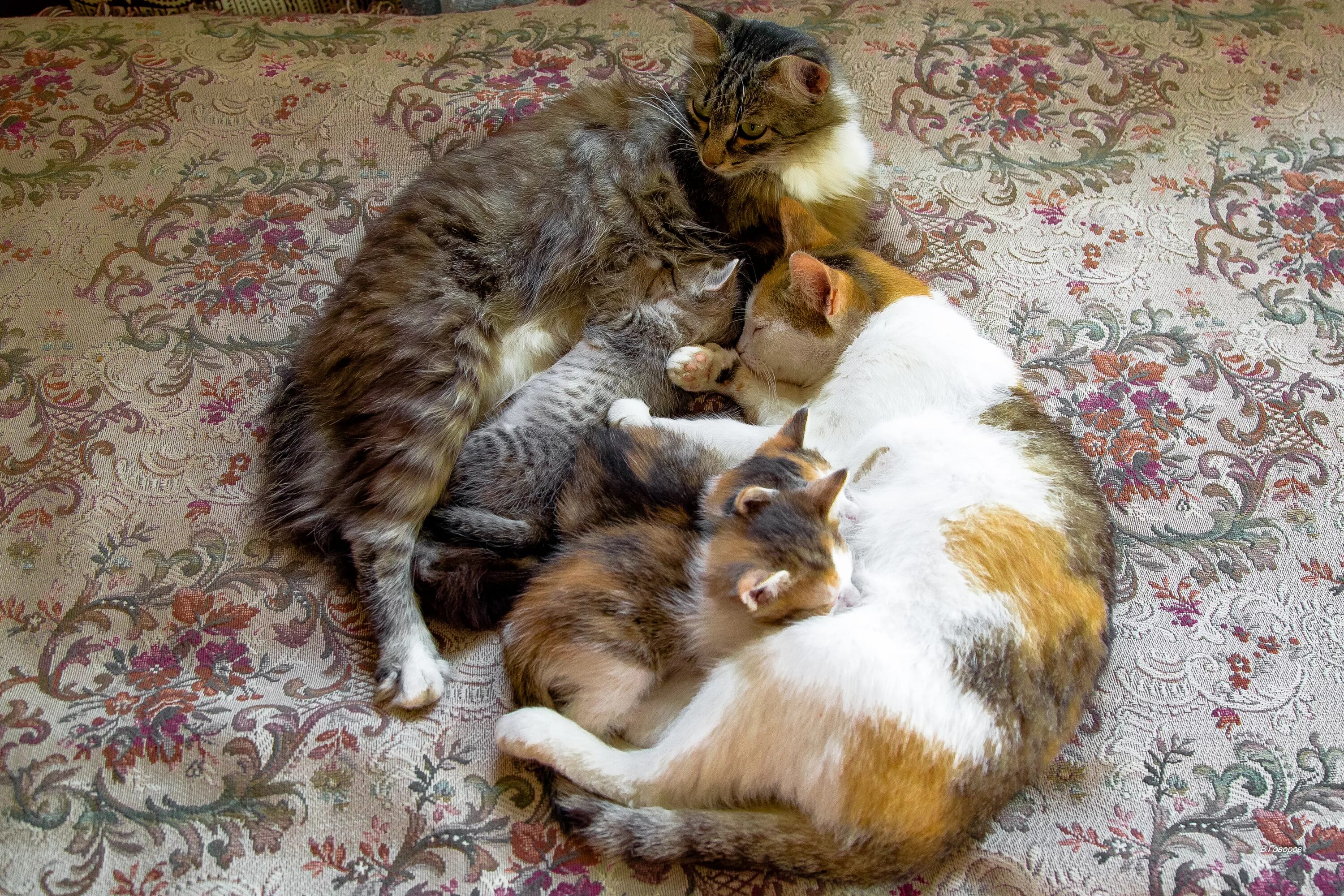 Сколько кошка кормит молоком. Кормящая кошка. Кошка кормит котят. Мама кошка кормит котят. Кормящая кошка фото.