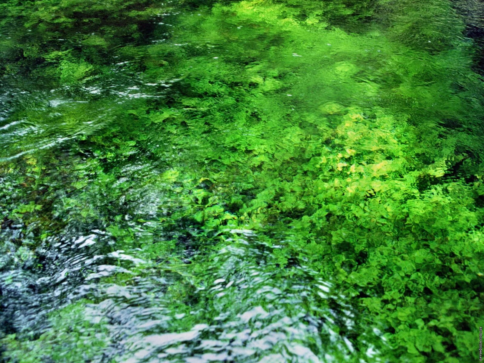 Зеленая вода. Водная гладь зеленая. Темно зеленая вода. Зеленая вода текстура. Видеть зеленую воду