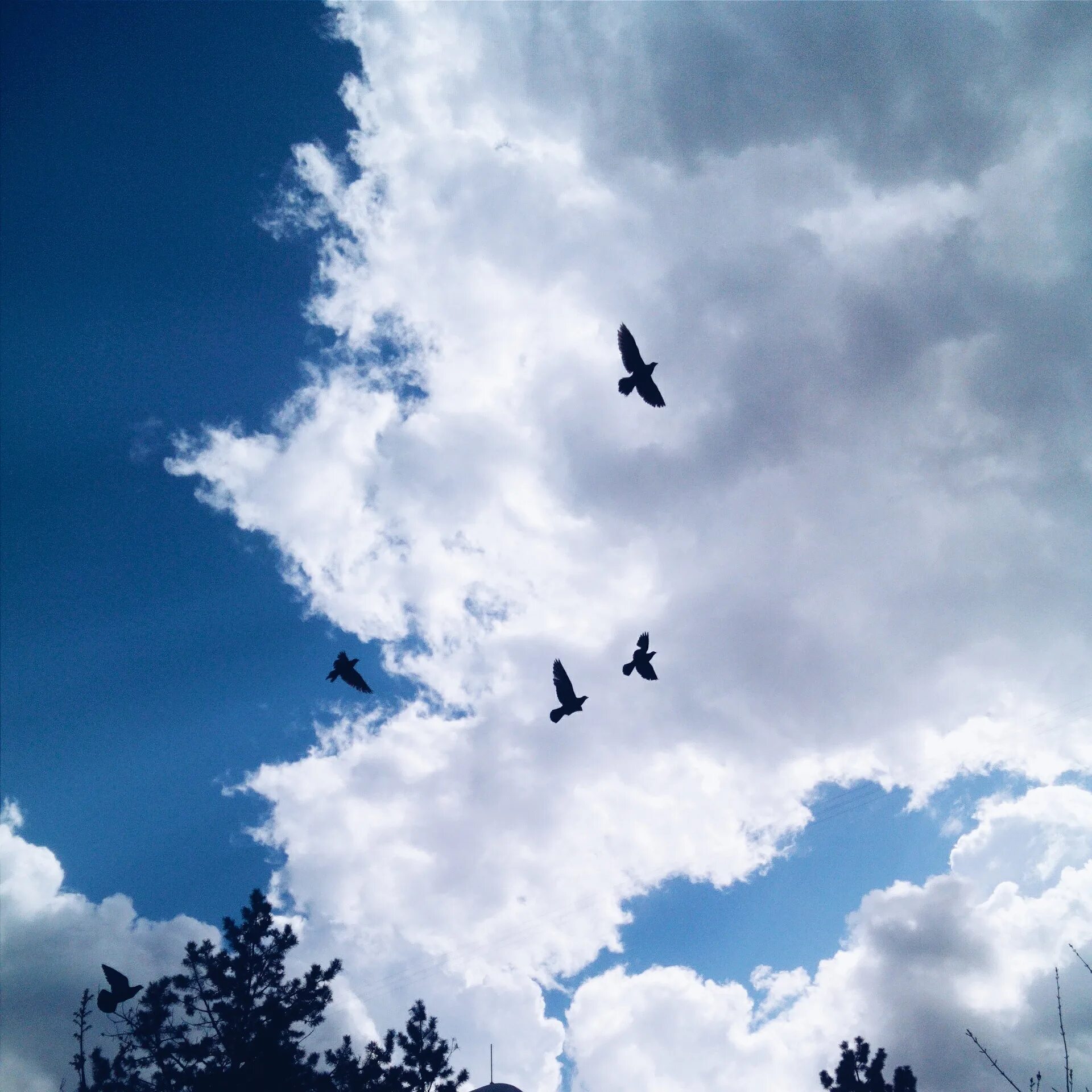 Птицы в небе. Птицы на Неве. Красивое небо с птицами. Птица летит.