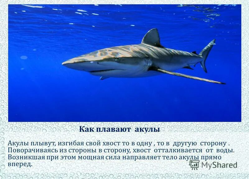 большая белая акула плывет на тебя. с какой скоростью плавает акула. обитание акулы мако. скорость плавание акула мако. с какой скоростью плавает акула.