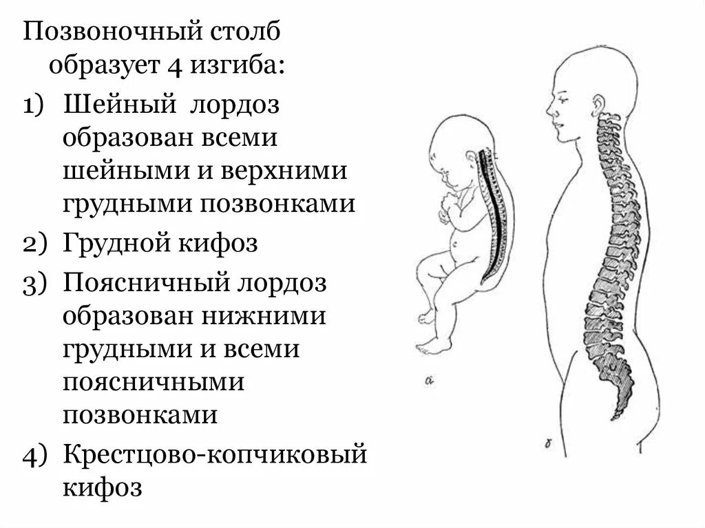 Укажите верно изгибы позвоночника. Строение позвоночника лордоз кифоз. Крестцово копчиковый кифоз у новорожденного. Кифоз это изгиб позвоночника. Позвоночный столб 4 изгиба.