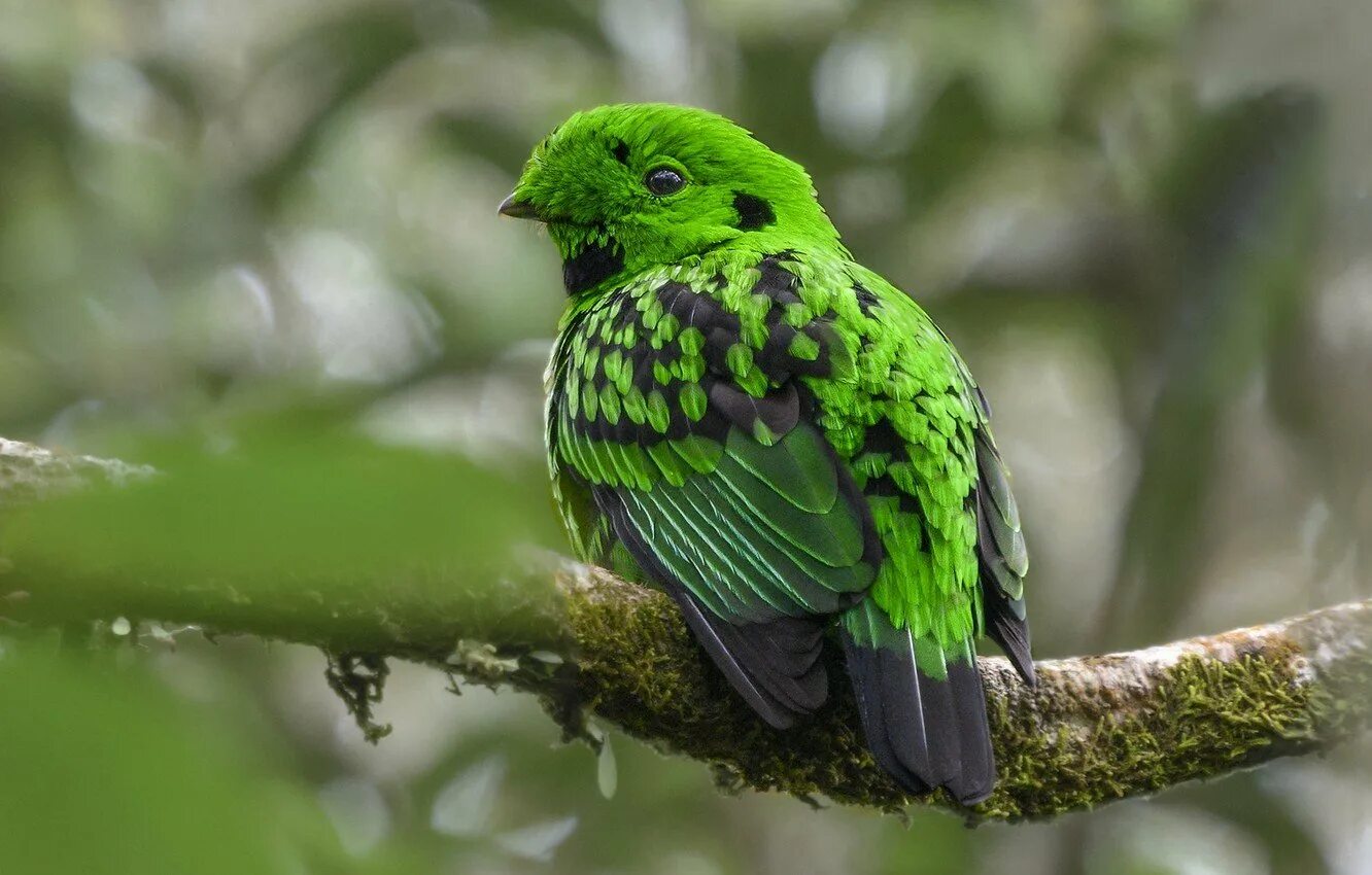 Черно зеленая птичка. Синебрюхий зелёный рогоклюв. Пуэрториканский изумрудный Колибри. Рогоклюв птица. Зеленая птица.