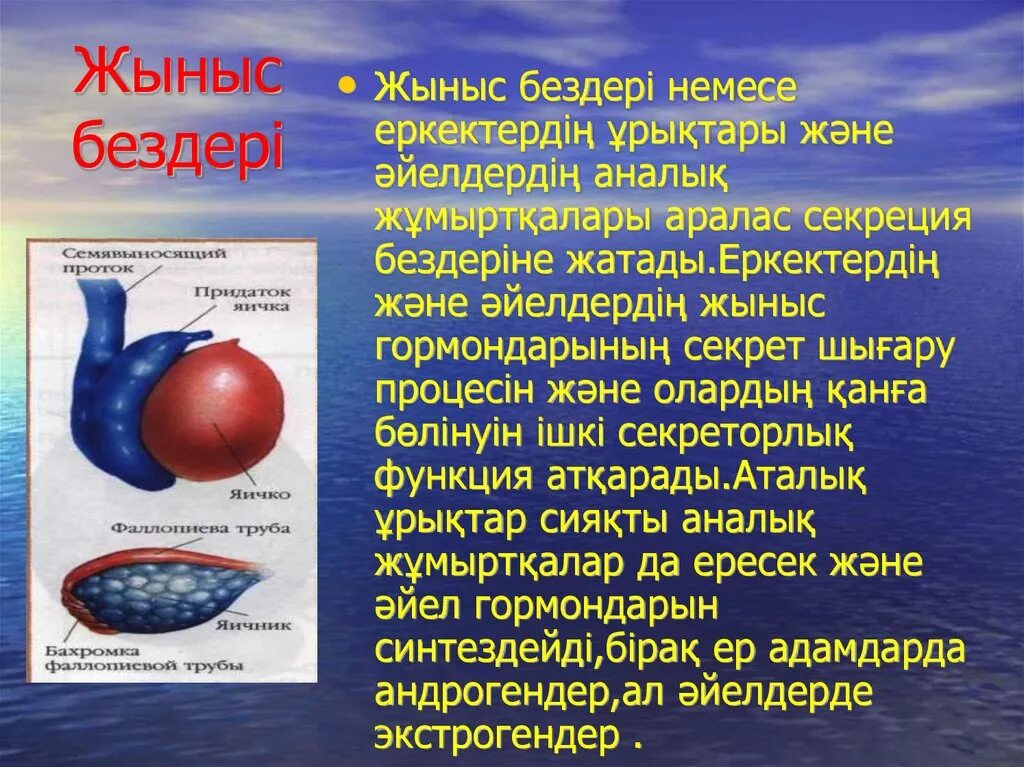 Половые железы. Заболевания половых желез. Гиперфункция гормонов половых желез. Половые гормоны презентация.