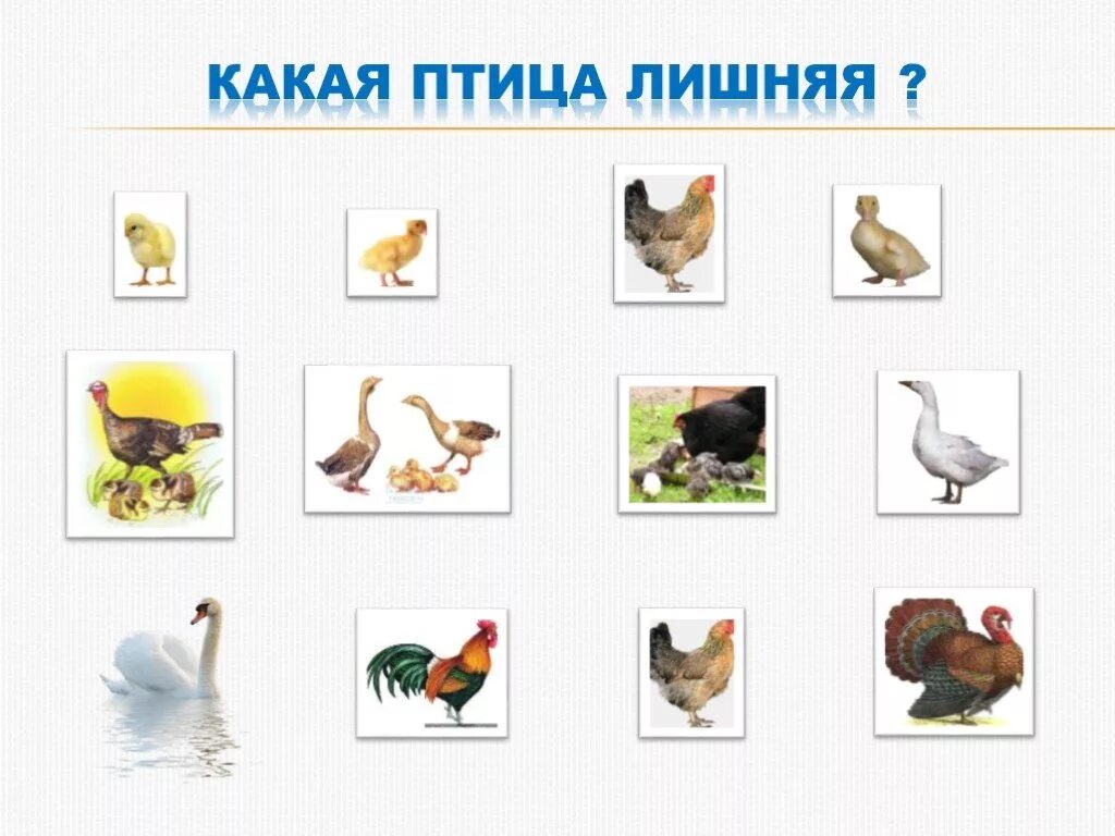 тема птицы домашние и дикие. название домашних птиц. тема птицы домашние и дикие. дикие и домашние птицы для дошкольников.