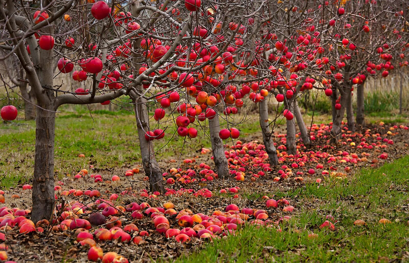 В саду где растут яблоки 2 сортов. Соловьевское яблоня. Агродекор плодовые деревья. Ландшафт яблони Сморода. Яблоня Адирондак.
