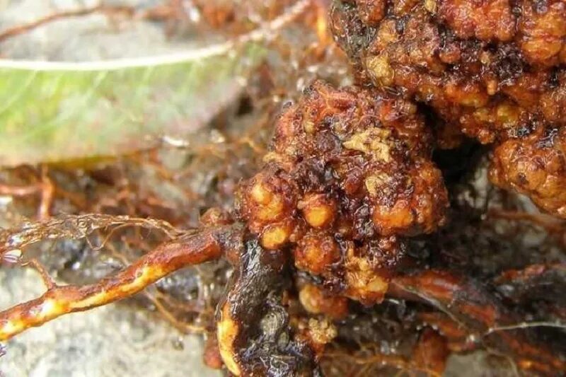 корень раковые. корень раковые. бактериоз (бактериальный рак). бактериоз малины. корень раковые.