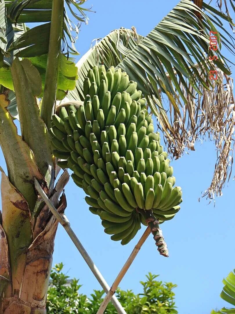 Techniques for grow Banana Tree Using Banana Fruit Grafting fasteBanana Tree - Y