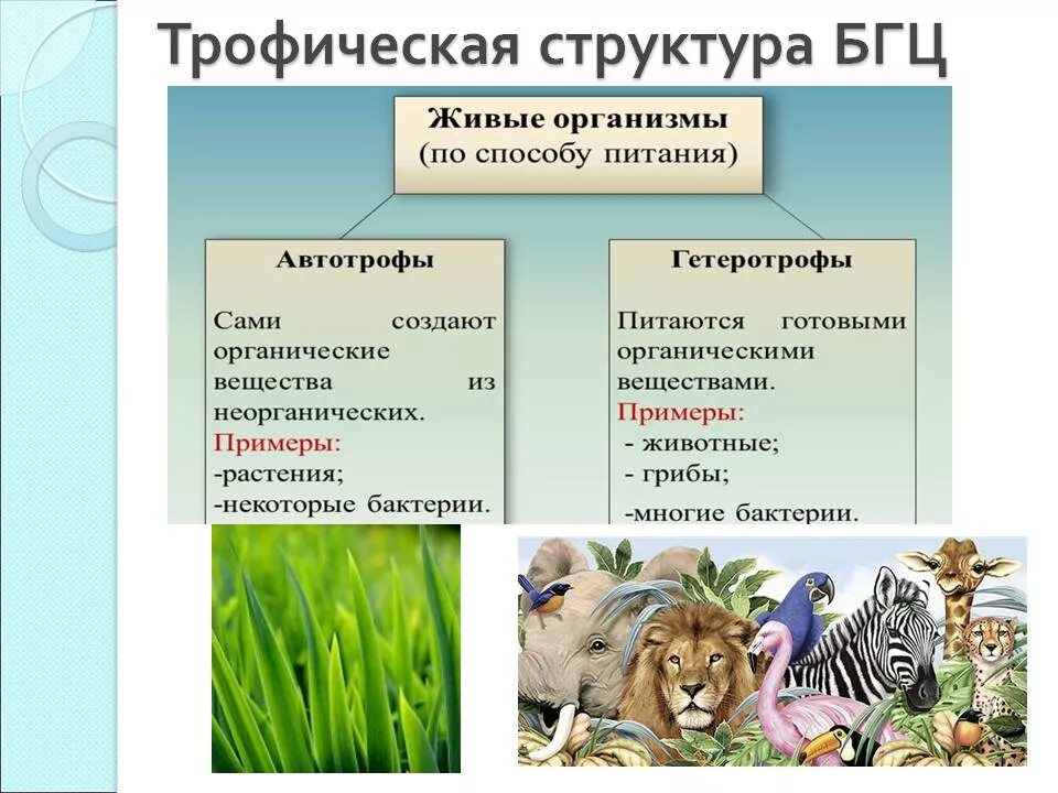 Какую роль в сообществе играют гетеротрофные организмы. Структура сообщество трофическая 9 класс биология. Трофическая структура экосистемы. Трофическая структура сообщества примеры. Трофические группы животных.