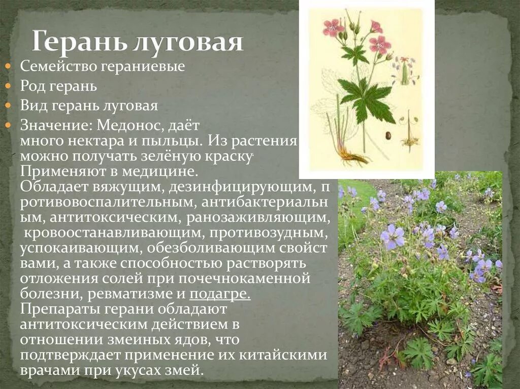 Герань Луговая []* (Geranium pratense. Герань Луговая журавельник. Герань Лесная (Geranium sylvaticum). Герань Луговая описание. Особенности герани