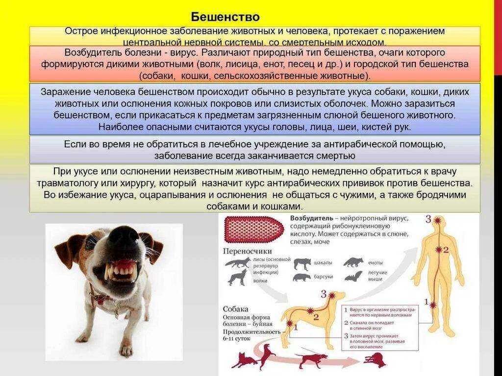 Болезни породы собак. Инфекционные болезнитживотных. Инфекционные болезни животных. Заразные болезни животных.