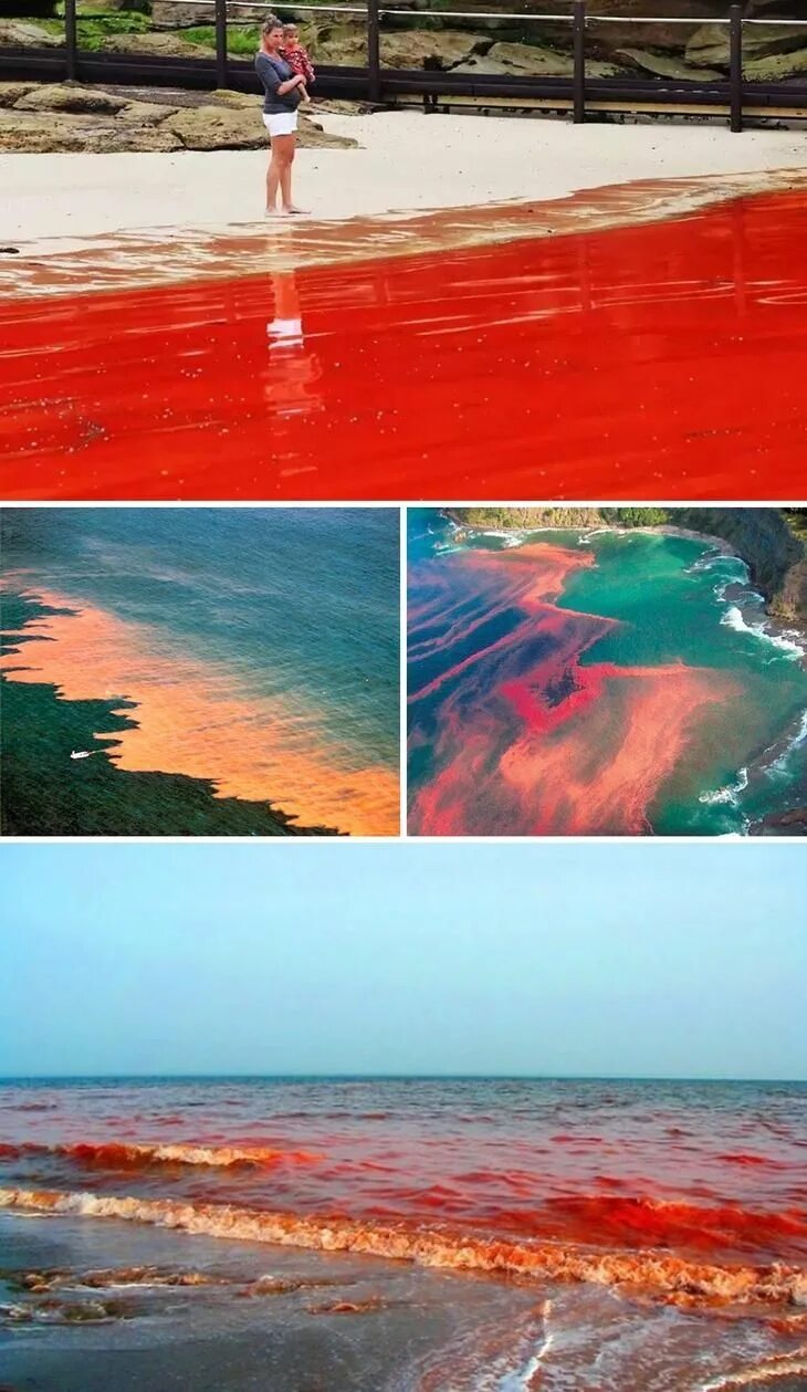Красный прилив водоросли. Красный прилив водоросли. Водоросли красный прилив. Красный прилив. Водоросли красный прилив.