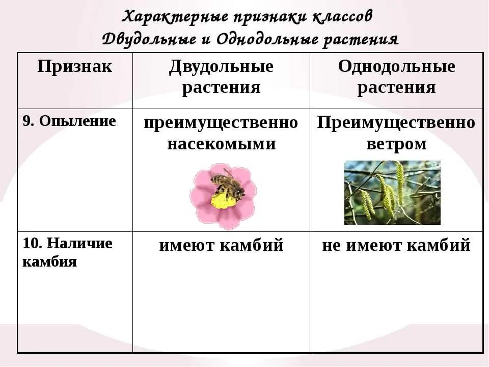 Покрытосеменные отличия. Признаки двудольных растений таблица. Цветок однодольных растений признаки. Признаки растений классов двудольных и однодольных растений. Признак характерный для класса двудольных растений.