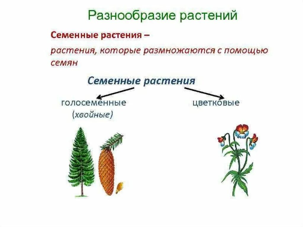 Голосеменные высшие семенные растения. Систематика семенных растений. Классификация семенных растений. Семенные растения классификация семенных растений. Семенные растения примеры 6 класс