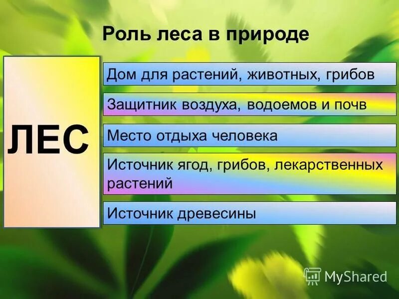 роль леса в природе и жизни. роль леса в жизни человека. роль леса. роль леса для человека. роль лесов в природе и жизни человека.