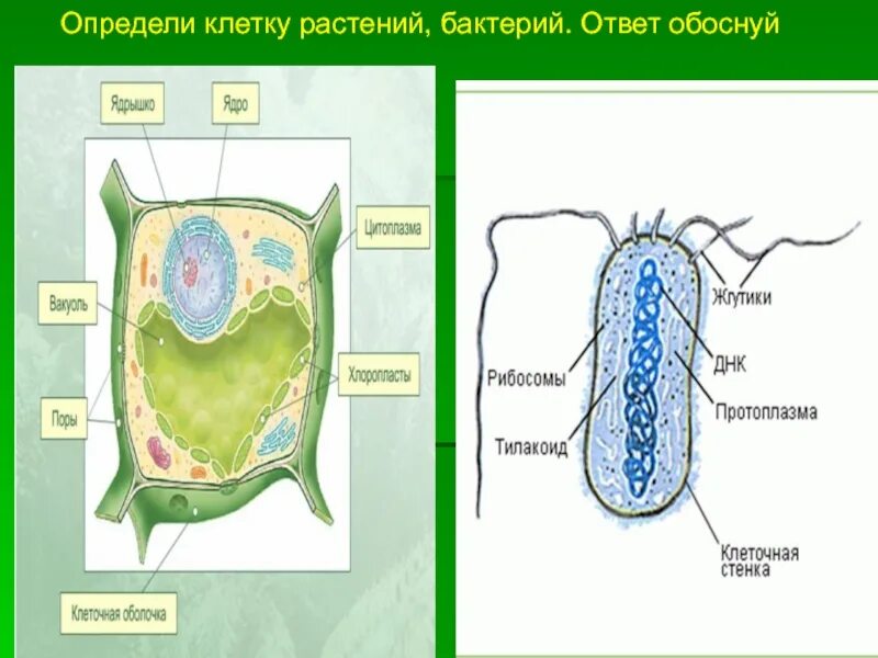 Отличие бактерии от растительной клетки. Бактериальная и растительная клетка. Бактерия растения строение. Клетка растения. Сравнение бактерий и растений