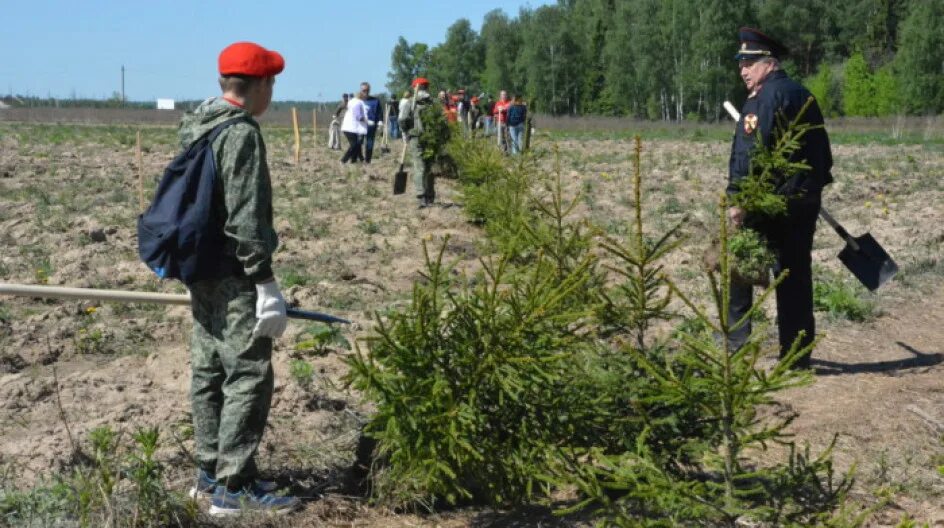 Подумайте почему урожай на полях защищенных лесополосами