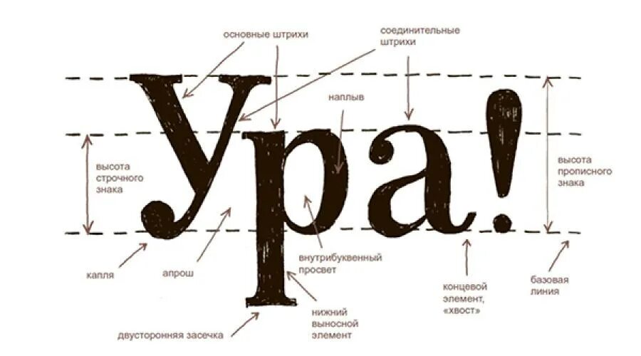 Высота букв шрифта называется. Строение буквы типографика. Анатомия буквы и ее элементы. Элементы букв в шрифтах. Строение буквы.