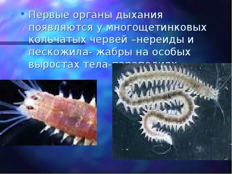 Кожные жабры. Жаберное дыхание у рыб. Дыхательная система рыб 7 класс органы. Кожные жабры. Строение жаберного аппарата костистой рыбы.