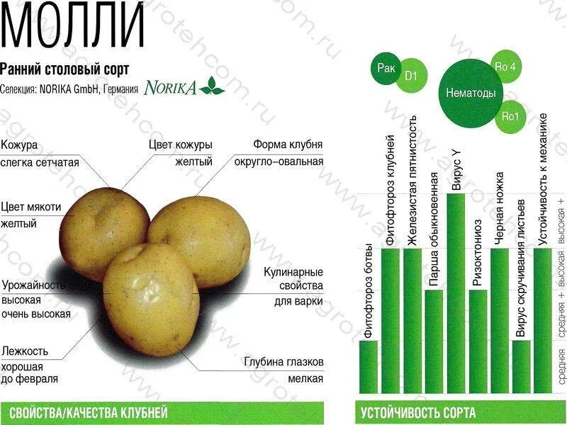 Мемфис картофель характеристика отзывы. Картофель молли. картофель молли описание сорта. сорт латона картофель характеристика. картофель мемфис описание сорта.
