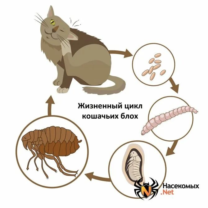 Кошачья блоха живет на человеке