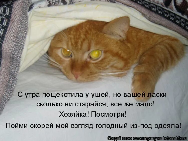 Смешные шутки про худых. В конце концов значение фразеологизма. На худой конец. На худой конец значение. Прятаться в кусты фразеологизм.