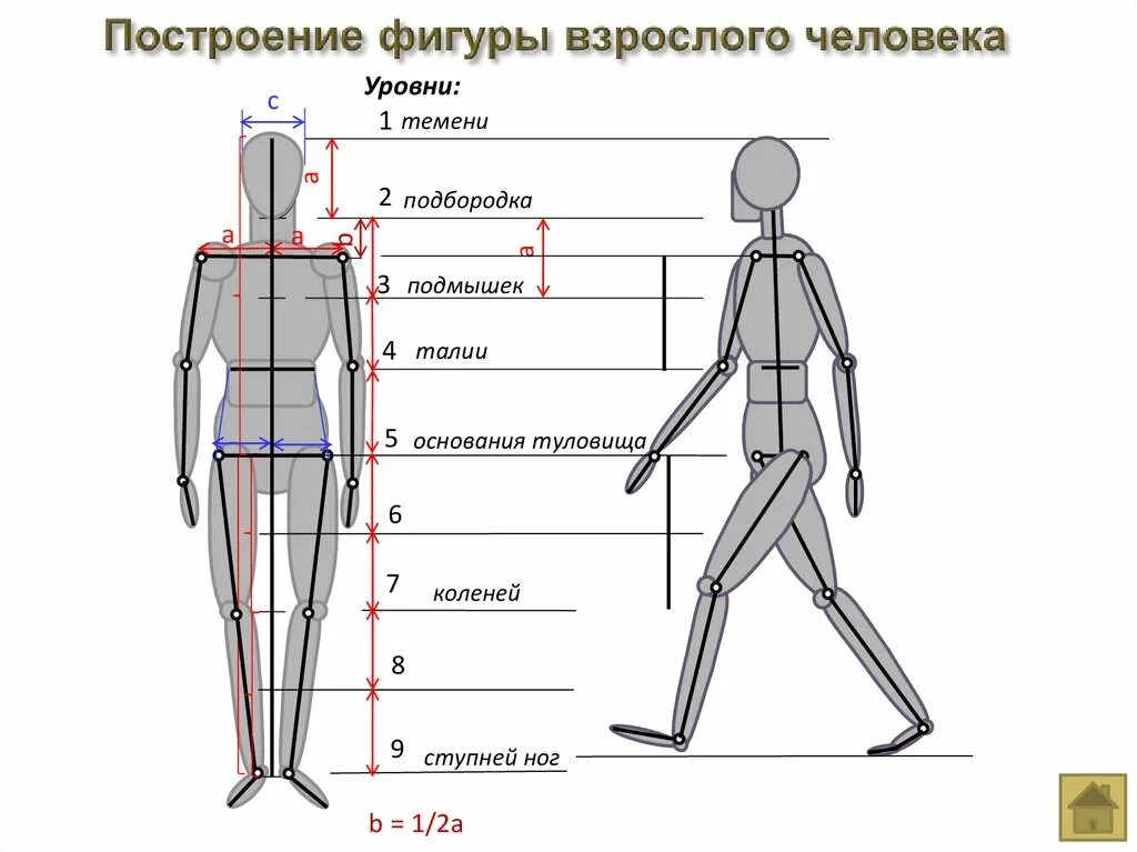 Схема построения человека пропорции. Построение фигуры человека. Пропорции фигуры человека. Пропорции человека рисунок.