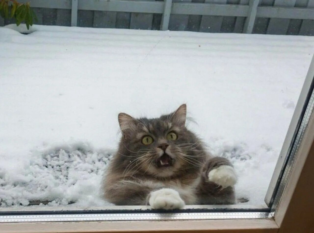 Холодно ли котам на улице