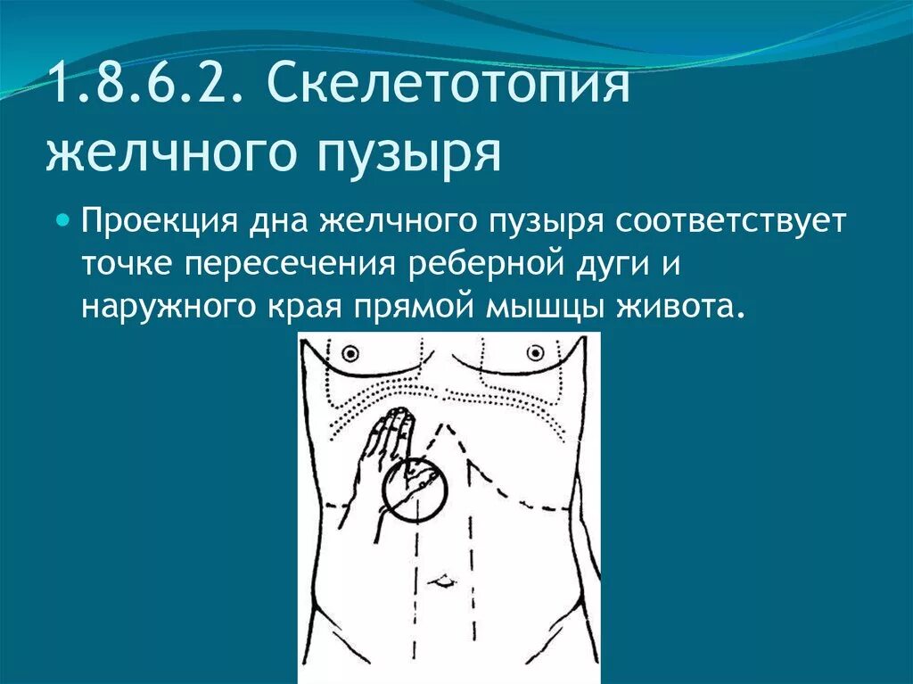 Место проекции желчного пузыря. Скелетотопия желчного пузыря. Голотопия желчного пузыря. Проекция сфинктера Одди.