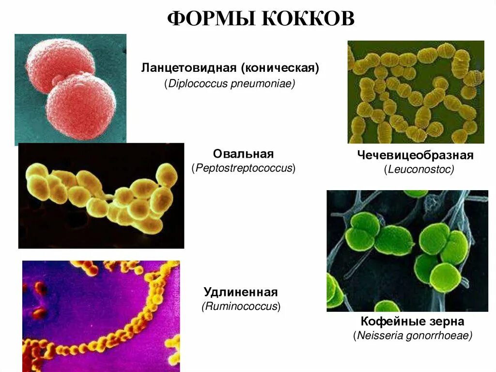 Бактерии округлой формы. Бактерии шаровидной формы кокки. Грамположительные кокки патогенные. Патогенные кокки. Грамположительные кокки. Микроорганизмы бактерии кокки.