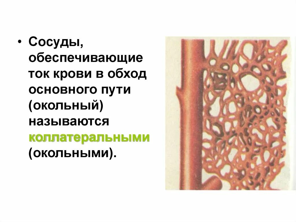 Задержка тока крови латынь. Коллатеральный спраутинг. Путями Окольного (коллатерального) тока крови. Какие сосуды называются коллатеральными. Окольный ток крови.