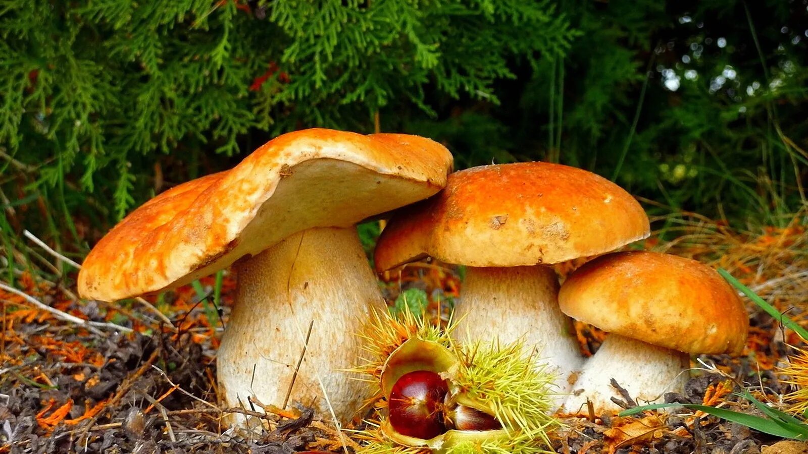 Хороша грибами время года. Осенние грибы. Осень грибы. Грибы в осеннем лесу. Картинки грибов.