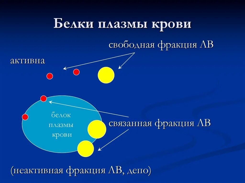 Белки плазмы фракции. Белки плазмы крови. Белки плазмы крови и их значение. Белки плазмы крови на графике. Белки плазмы соотношение.