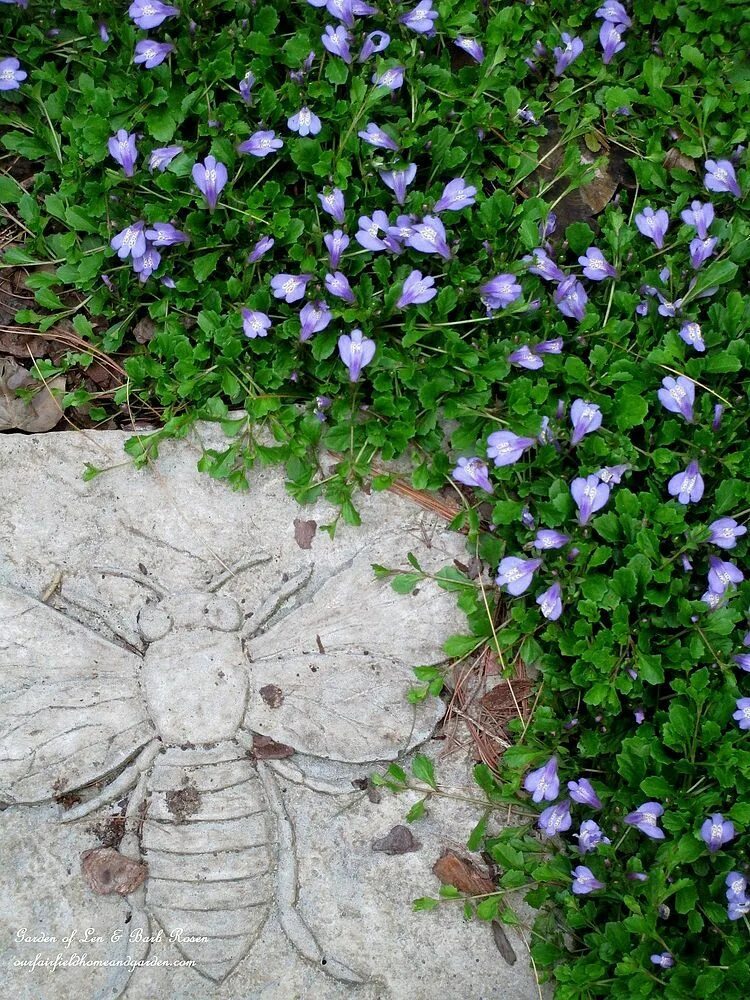 Мазус ползучий. Мазус ползучий (mazus reptans). Мазус почвопокровные растения. Мазус Альбус. Мазус купить семена