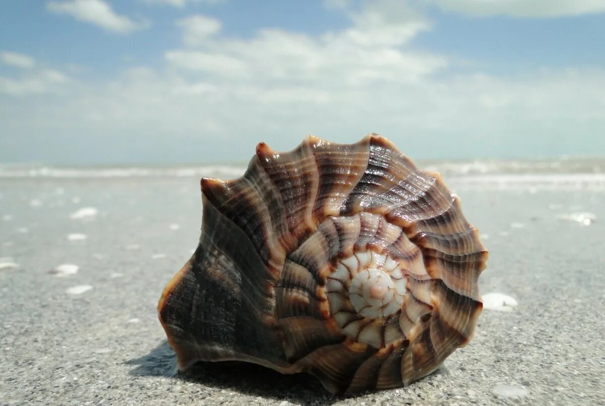 Ракушки фото. Морские фисташки моллюск. Морская раковина. Океанская Ракушка. Акушка.