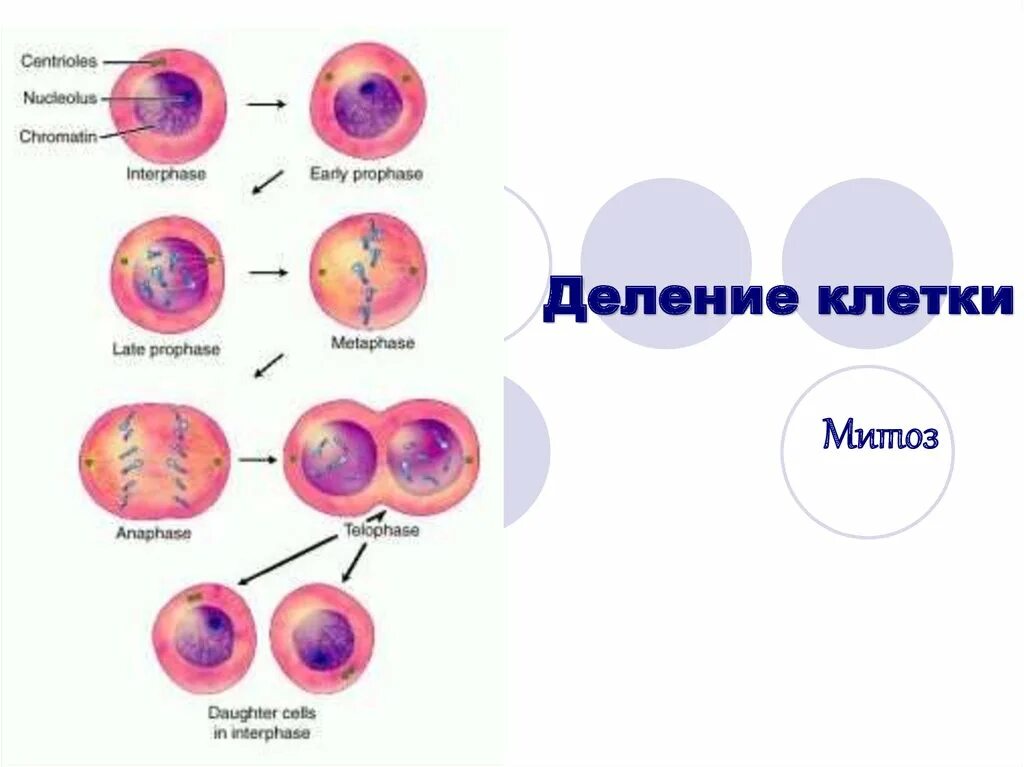 Деление клетки митоз. Деление клетки амитоз митоз мейоз. Деление клетки митоз 9 класс. Митоз клеток крови.